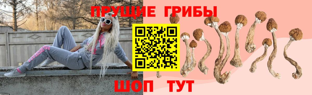 Псилоцибиновые грибы Psilocybine cubensis Новоалександровск